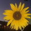 mohsen