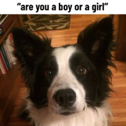 Puppy :3