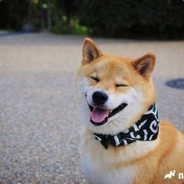 HappyDogeDS