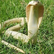 上法坡头吹风王蛇