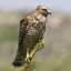 Goshawk