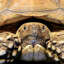 SneakySulcata