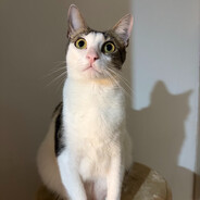 Coco avatar