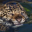 MasterJaguar