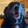 Larry the Dog