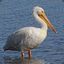 Perfectly Perched Pelican