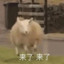 高手皮皮