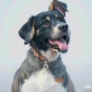 天都帮你去躲开不见我