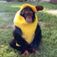 Chimpancé De Plátano