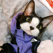 八块腹肌的万欧巴