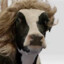 Cow With a Dumbass Wig