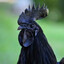 Black Chicken