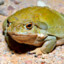 Sonoran Desert Toad