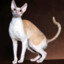 Cornish Rex