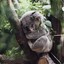 🐨 Stoned 🍀 Koala 🐨