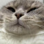 王大熊猫
