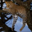 ™®¤§☾✰Leopard✰☽§¤