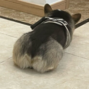 International_Superstar