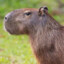 Capybara