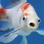 Drowning Fish