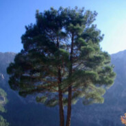 Pinus