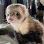 local ferret