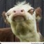 Retarded Cow