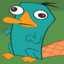 A platypus