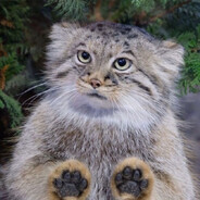 манул 100из100