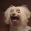 Dog geeked up on beans