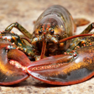 LobsterBallsack77