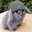 nikotin_racoon