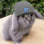 nikotin_racoon
