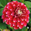 Giant Dahlia