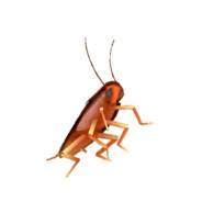 Mad Cockroach