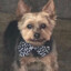 ralphie the dead yorkie