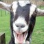 CrazyGoat