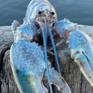 Blue lobster