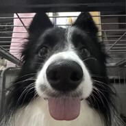 废柴