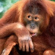 Orangutan321