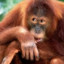 Orangutan321
