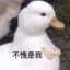 您猜怎么着