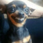 Pinscher feliz