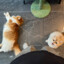 超雄体puppy
