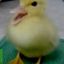 Nickpapa