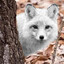 Le Arctic Fox