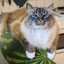 CAT ON WATERMELON