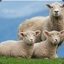 FrenSheep