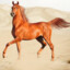 ArabianHorse