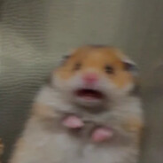 ✪ HAMMY!